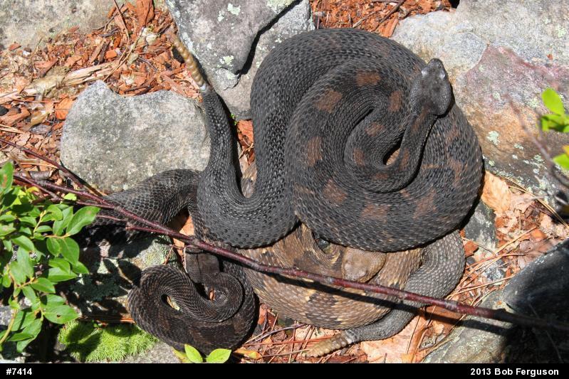 Timber Rattlesnake