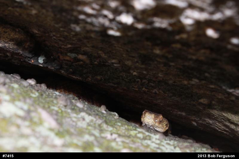 Timber Rattlesnake