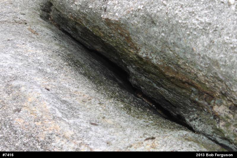 Timber Rattlesnake