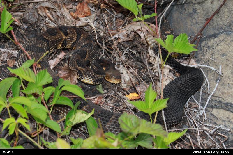 Timber Rattlesnake