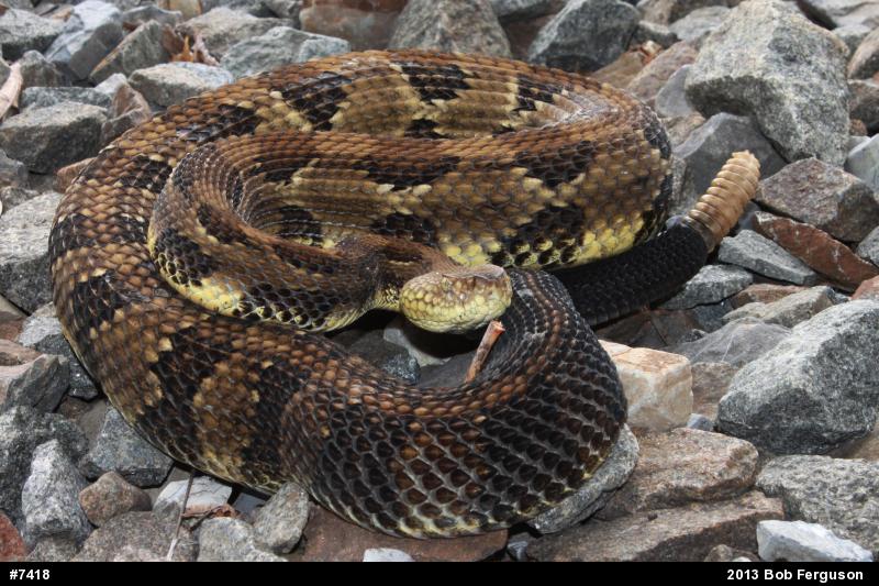 Timber Rattlesnake
