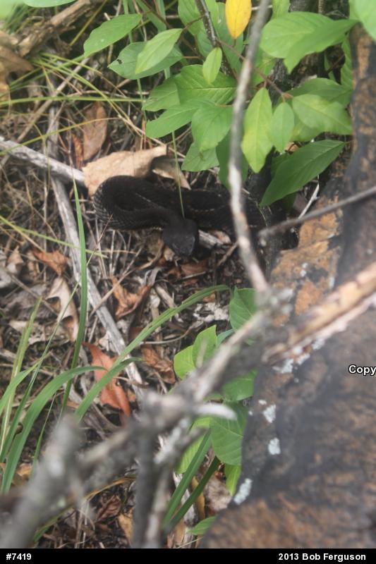 Timber Rattlesnake