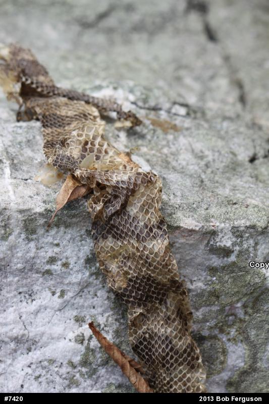 Timber Rattlesnake