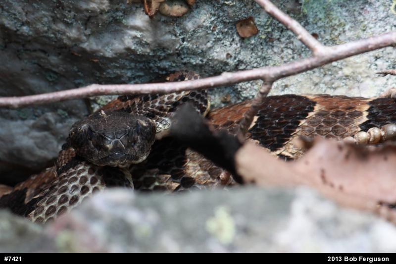 Timber Rattlesnake