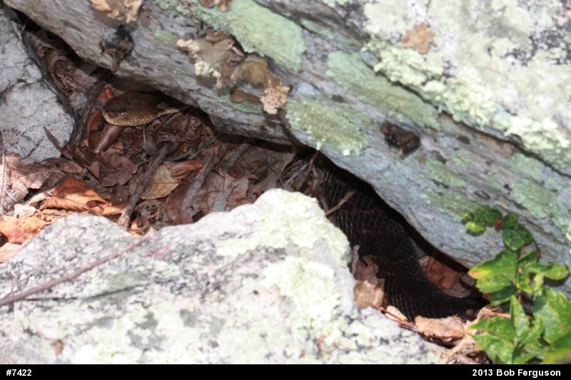 Timber Rattlesnake