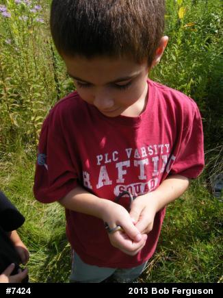 Northern Ring-necked Snake