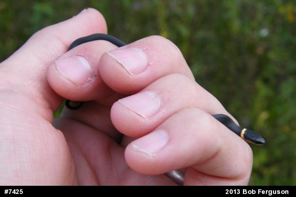 Northern Ring-necked Snake