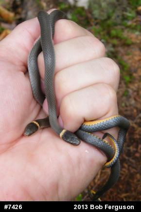 Northern Ring-necked Snake