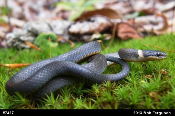 Northern Ring-necked Snake