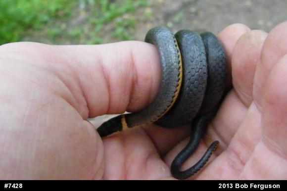 Northern Ring-necked Snake