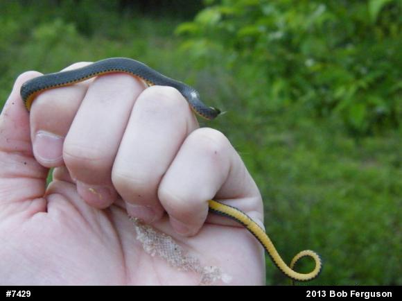 Northern Ring-necked Snake