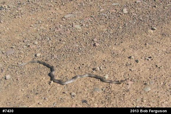 Northern Ring-necked Snake