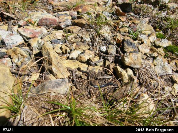 Northern Ring-necked Snake