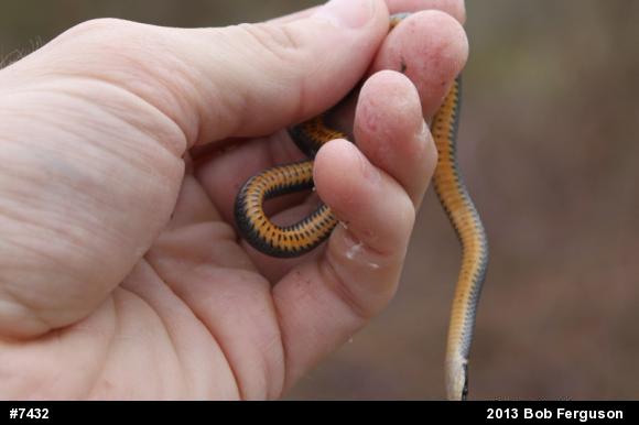Northern Ring-necked Snake