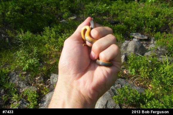 Northern Ring-necked Snake