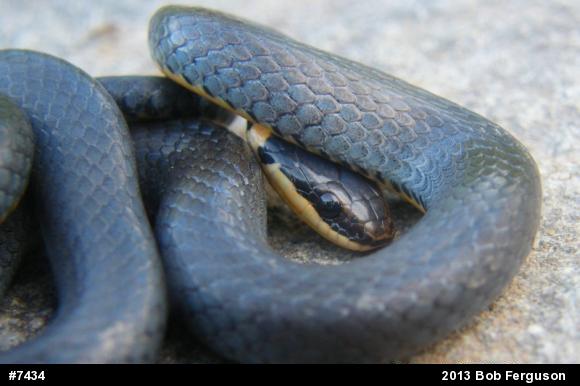 Northern Ring-necked Snake