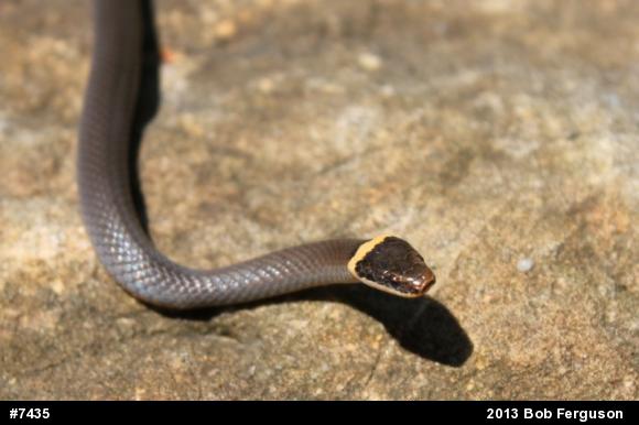 Northern Ring-necked Snake