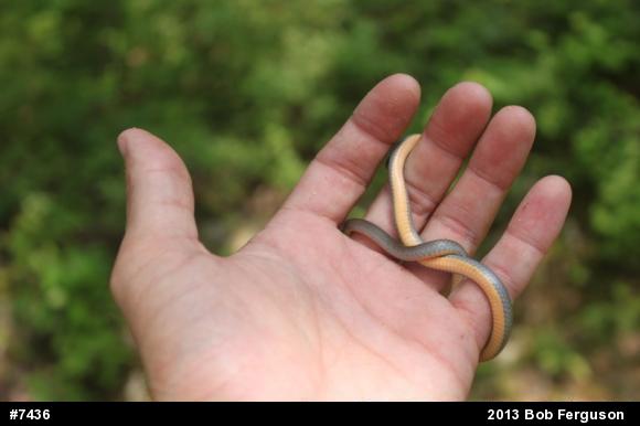 Northern Ring-necked Snake