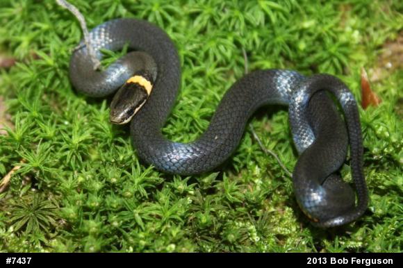 Northern Ring-necked Snake