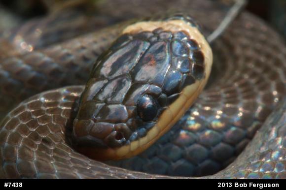 Northern Ring-necked Snake