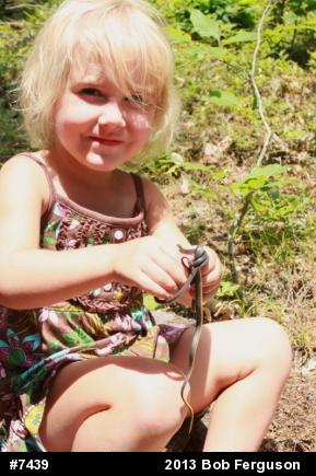 Northern Ring-necked Snake
