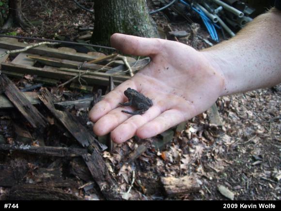 Eastern American Toad