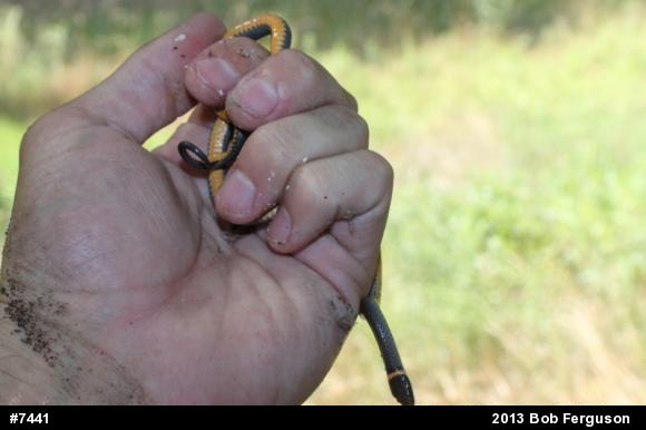 Northern Ring-necked Snake