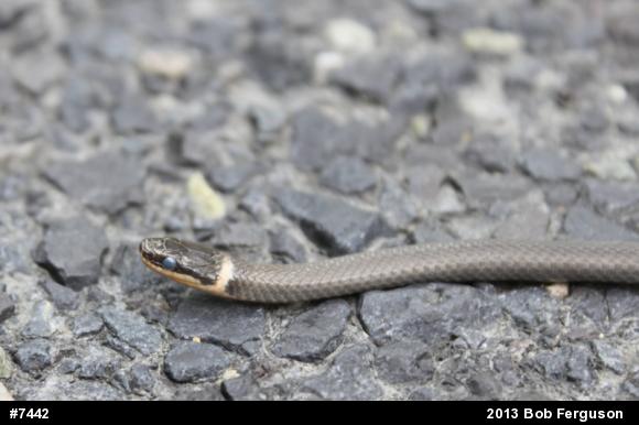 Northern Ring-necked Snake
