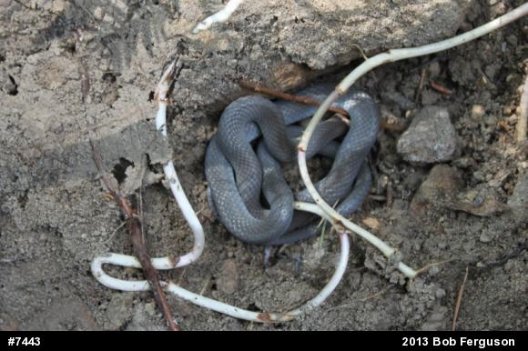 Northern Ring-necked Snake