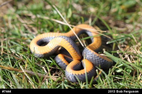 Northern Ring-necked Snake