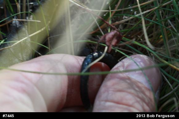 Northern Ring-necked Snake
