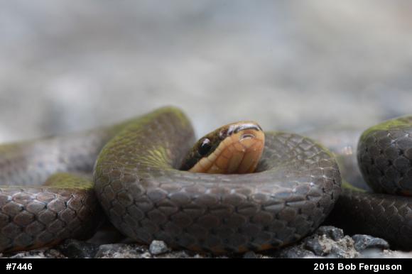 Northern Ring-necked Snake