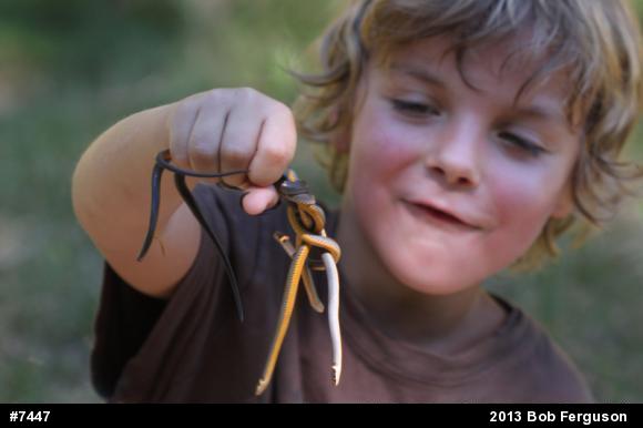 Northern Ring-necked Snake