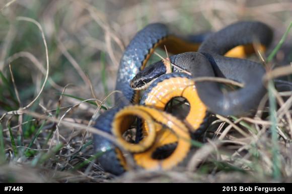 Northern Ring-necked Snake