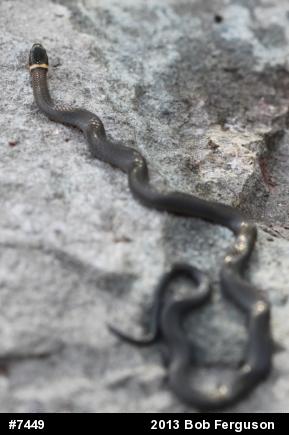 Northern Ring-necked Snake