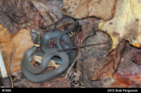 Northern Ring-necked Snake