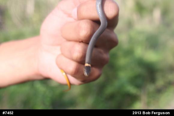 Northern Ring-necked Snake