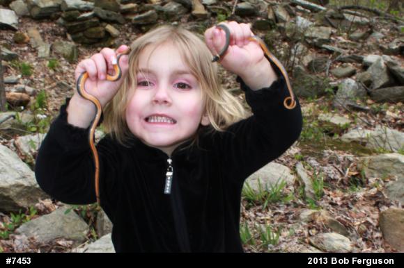 Northern Ring-necked Snake