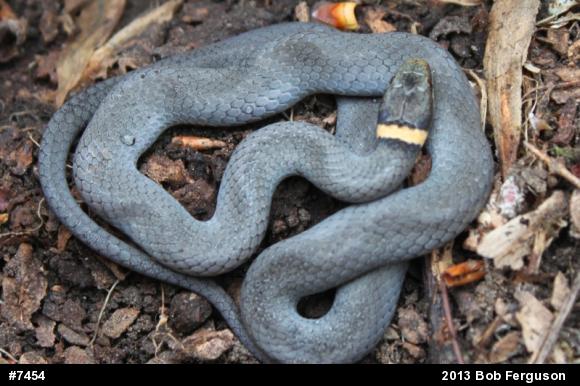 Northern Ring-necked Snake