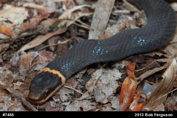 Northern Ring-necked Snake