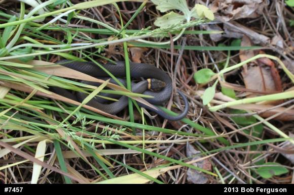 Northern Ring-necked Snake