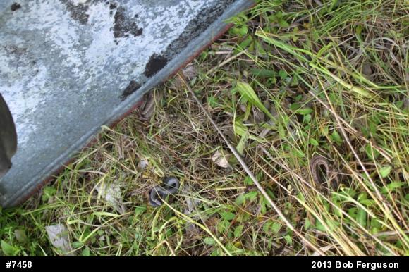 Northern Ring-necked Snake