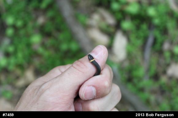 Northern Ring-necked Snake
