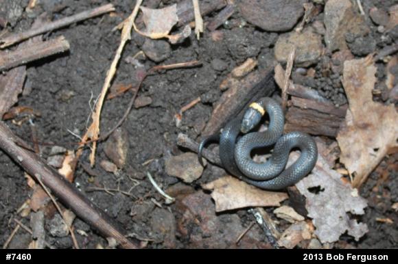 Northern Ring-necked Snake