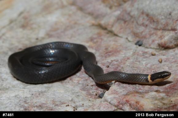Northern Ring-necked Snake
