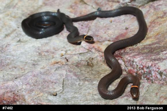 Northern Ring-necked Snake