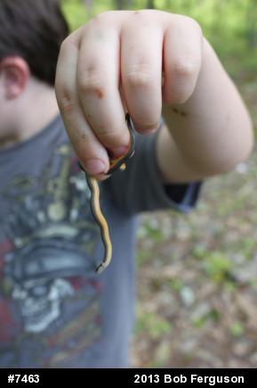Northern Ring-necked Snake