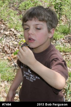 Northern Ring-necked Snake