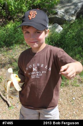 Northern Ring-necked Snake