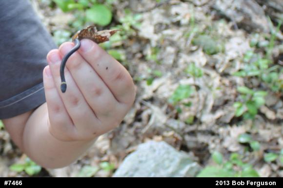 Northern Ring-necked Snake